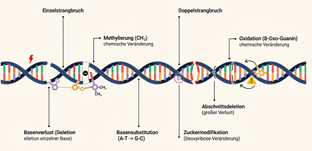 Schematische Darstellung eines Ausschnitts einer DNA in der Einzel- und Doppelstrangbrüche, Basenveränderungen durch Verlust einzelner Basen oder ganzer Abschnitte, durch chemische Veränderungen (Methylierung, Oxidation) und durch Basensubstitution sowie Veränderungen am Zuckermolekül schematisch dargestellt sind